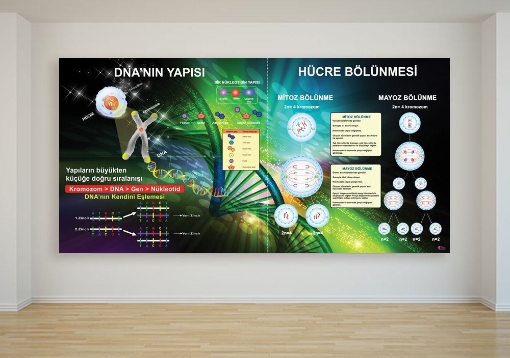 DNA Yapısı ve Hücre Bölünmesi Okul Posteri