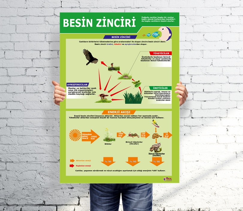 Besin Zinciri Okul Afişi