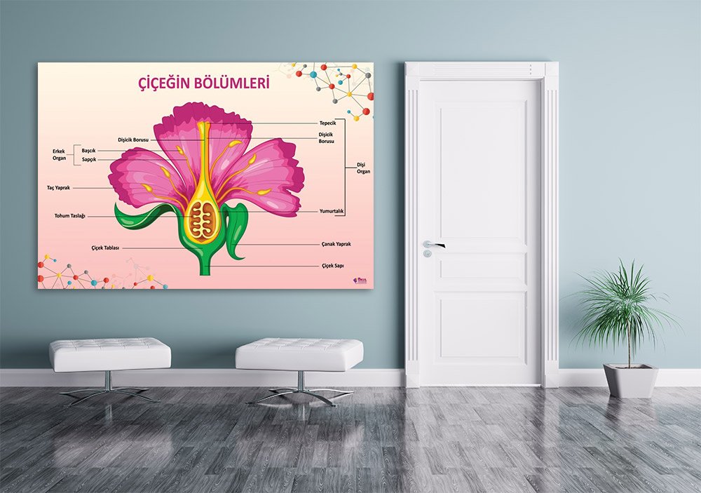 Çiçeğin Bölümleri Okul Posteri