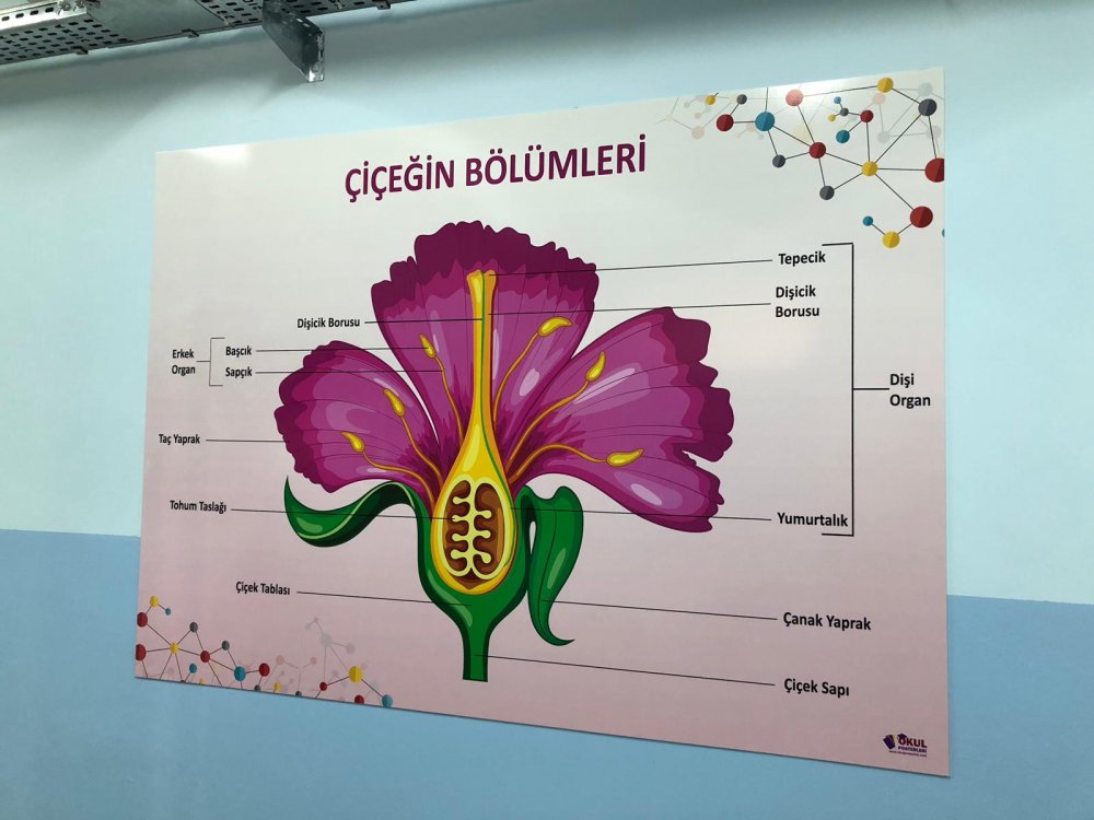 Çiçeğin Bölümleri Okul Posteri