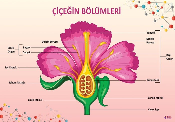 Çiçeğin Bölümleri Okul Posteri