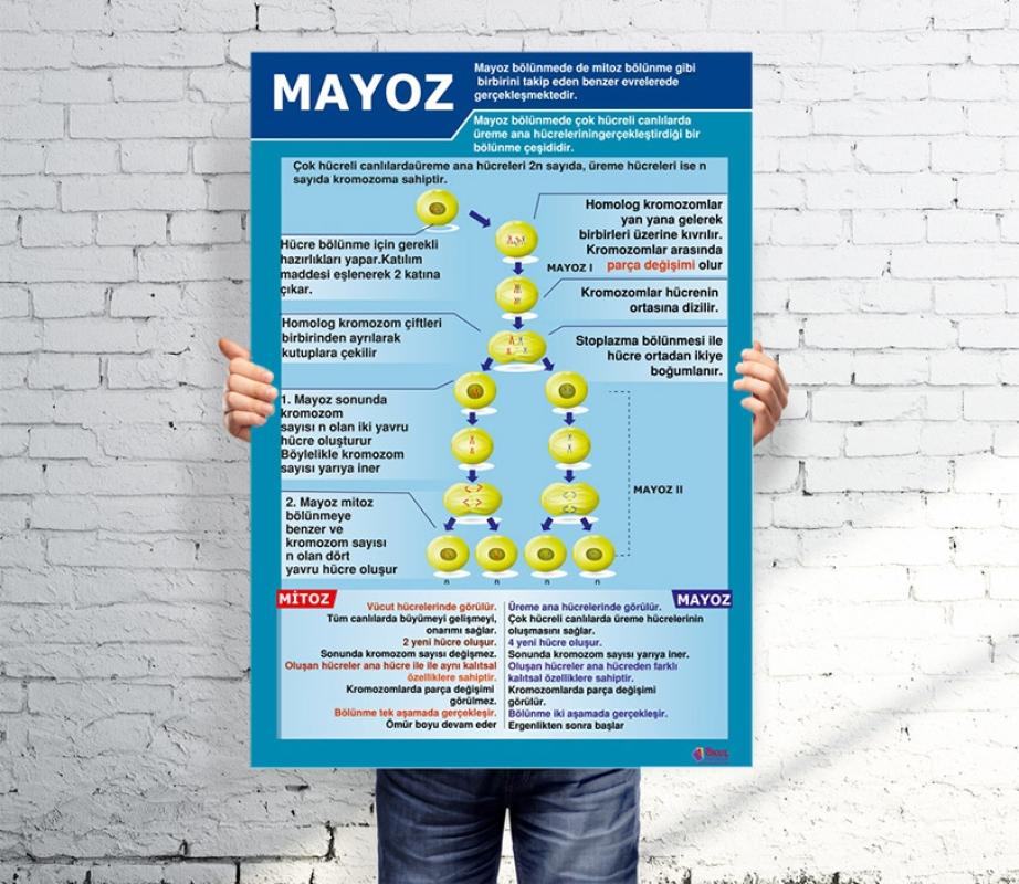 Mayoz Okul Afişi