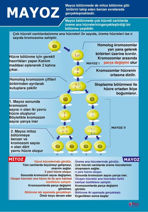 Mayoz Okul Afişi