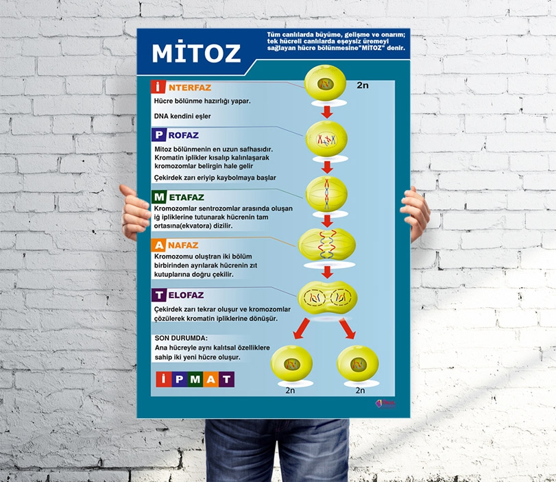 Mitoz Okul Afişi
