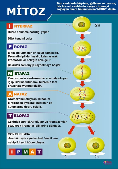 Mitoz Okul Afişi