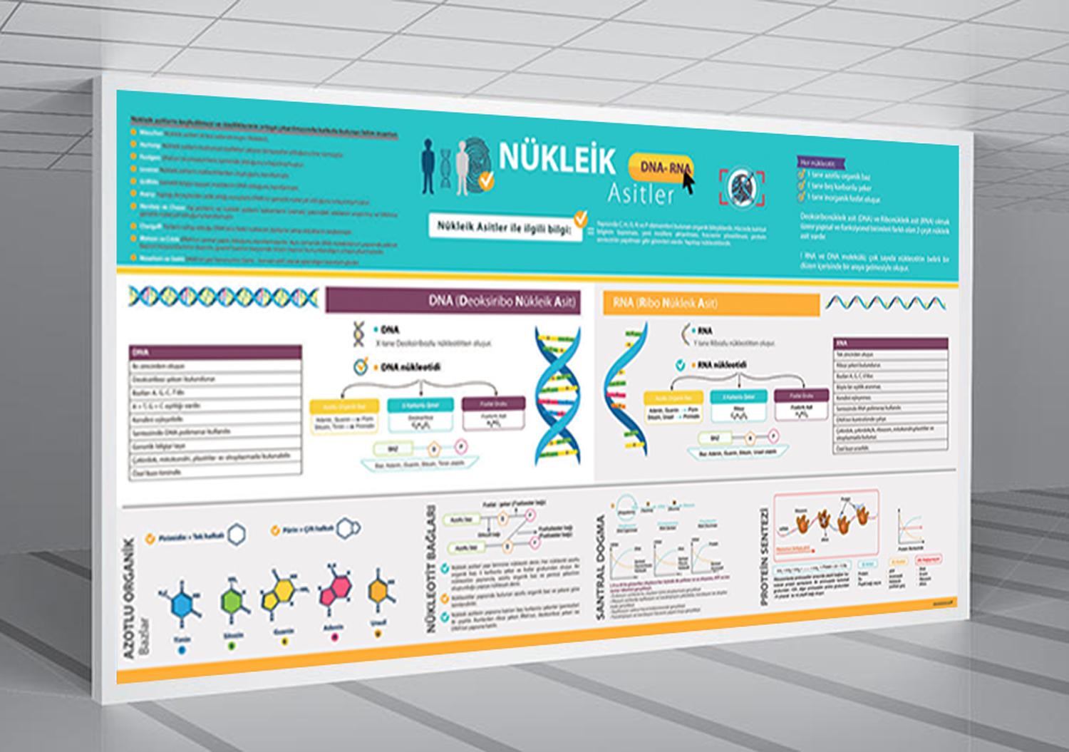 Nükleik Asitler Biyoloji Posteri