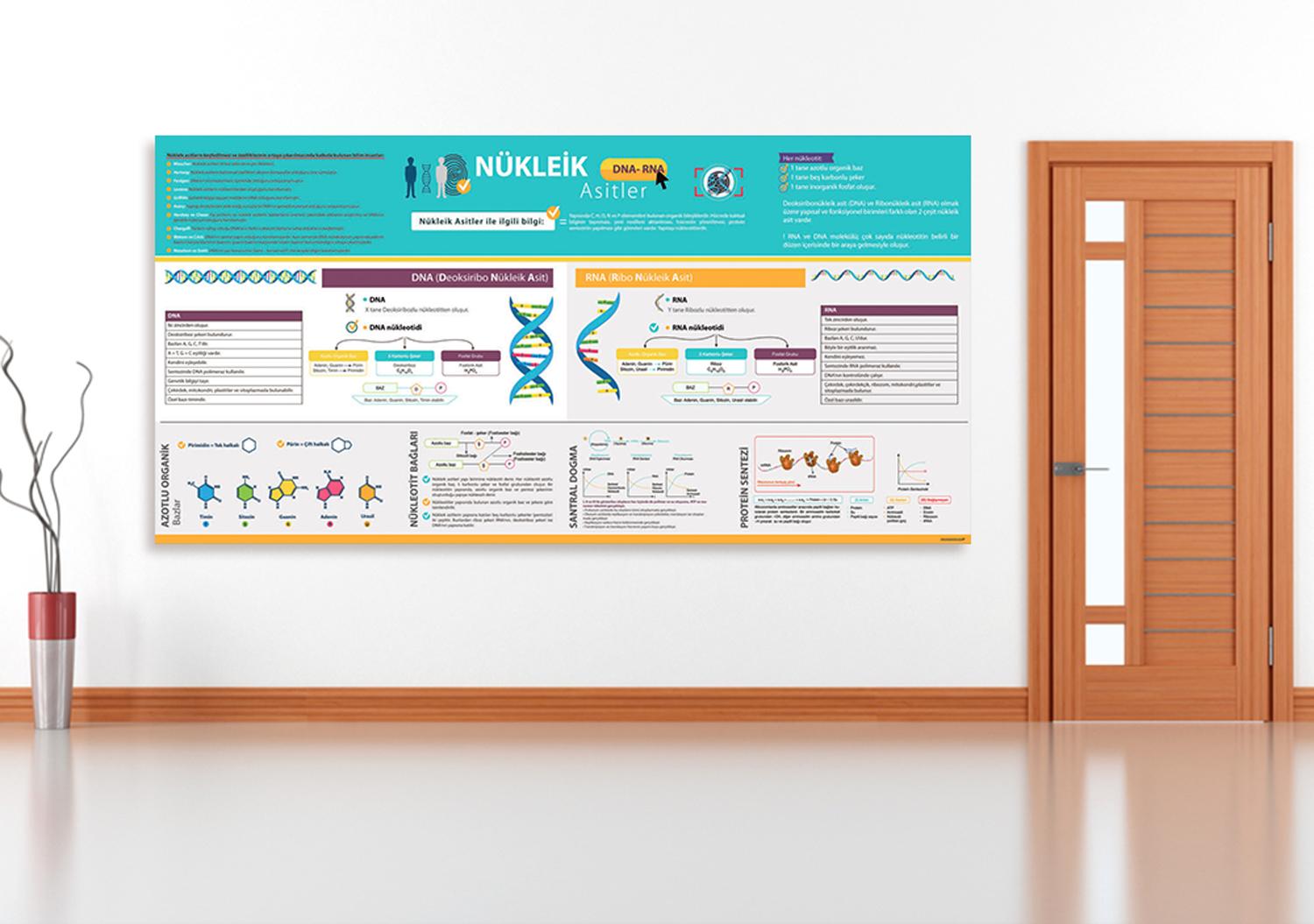 Nükleik Asitler Biyoloji Posteri