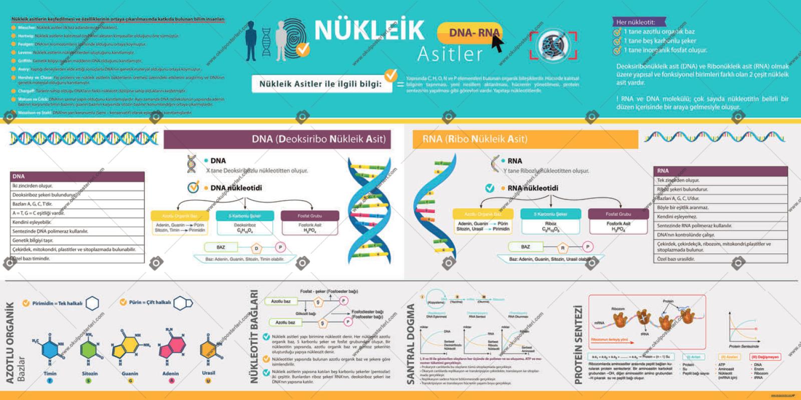 Nükleik Asitler Biyoloji Posteri
