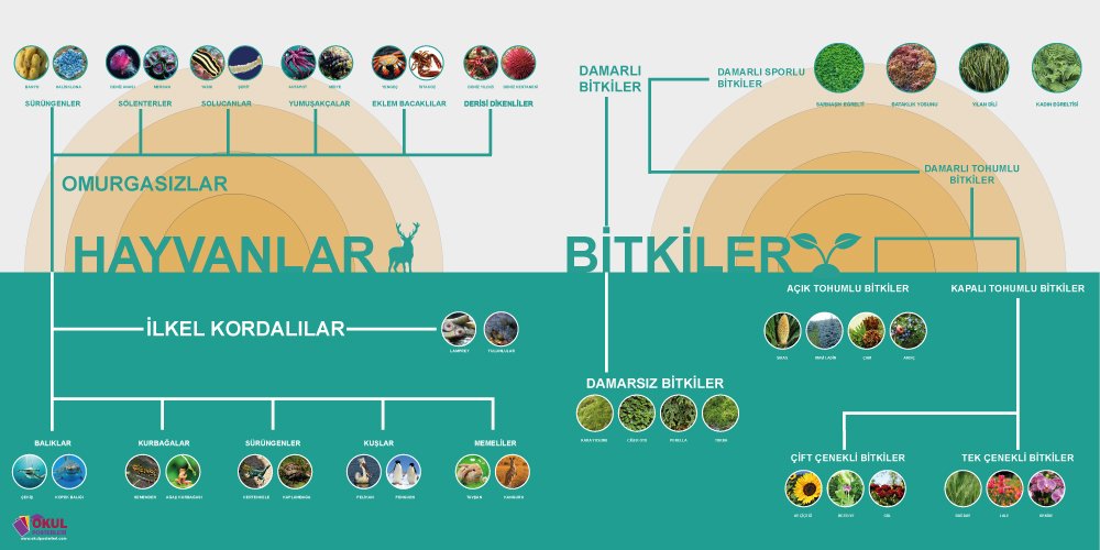 Bitkiler-ve-Hayvanlar Okul Posteri