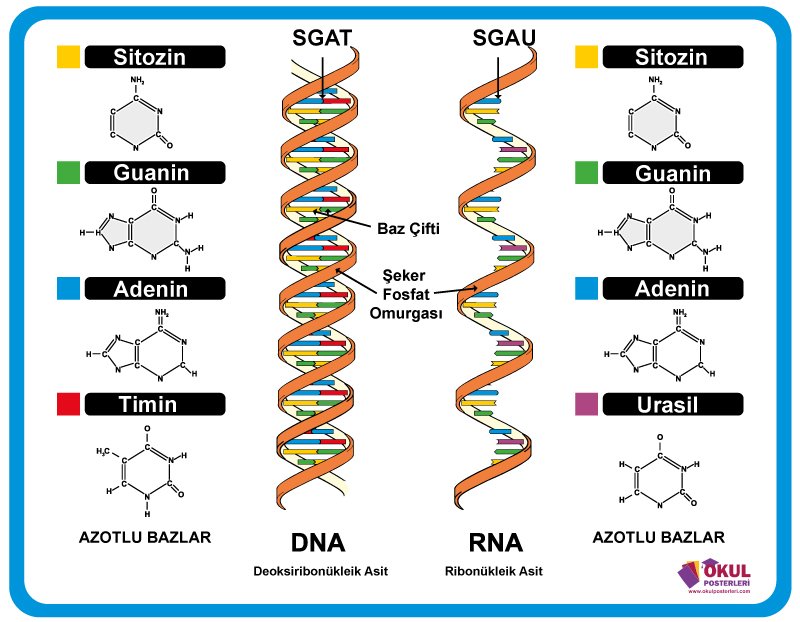 DNA ve RNA Okul Posteri