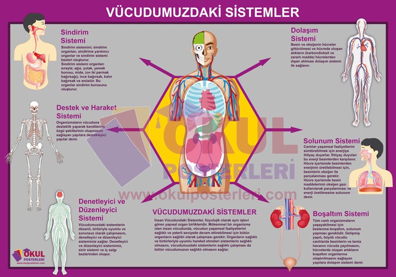 Vücudumuzdaki Sistemler Okul Posteri