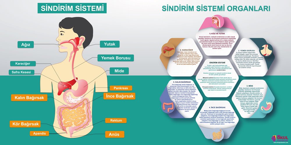 Sindirim Sistemi Okul Posteri