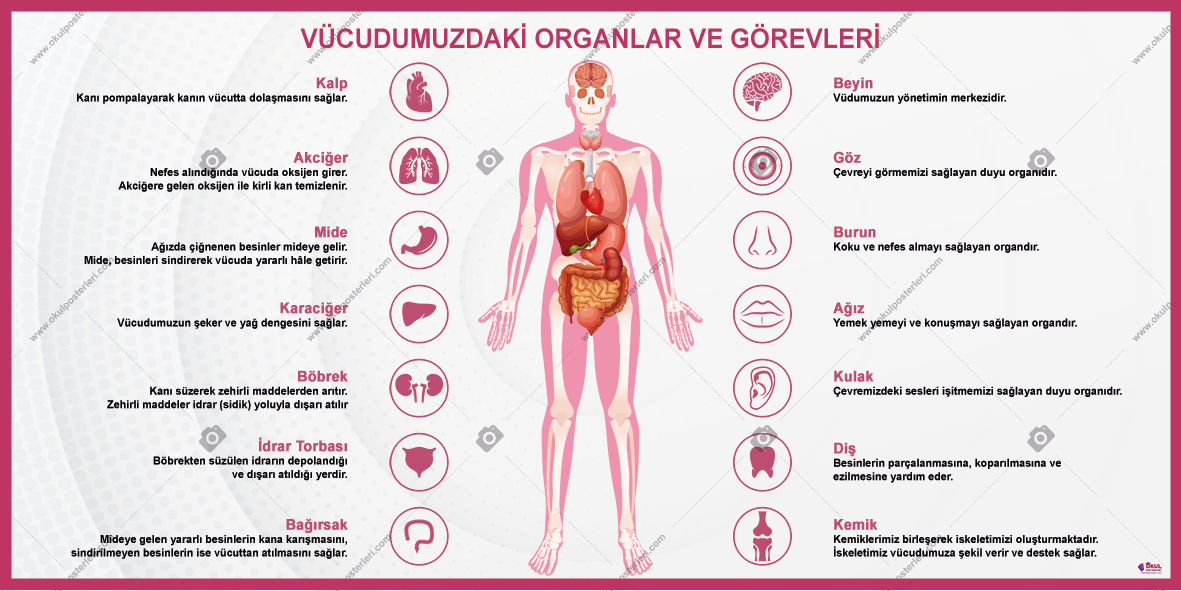 Vücudumuzdaki Organlar ve Görevleri Okul Posteri