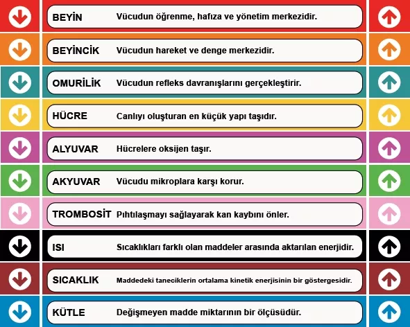 Fen Bilimleri Merdiven Yazısı 10