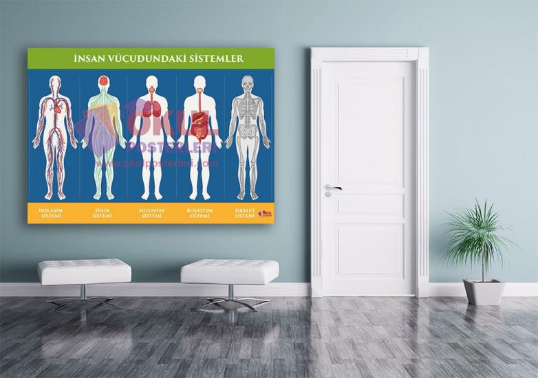 İnsan Vücudundaki Sistemler Okul Posteri
